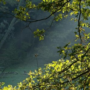 frühaufsteher1