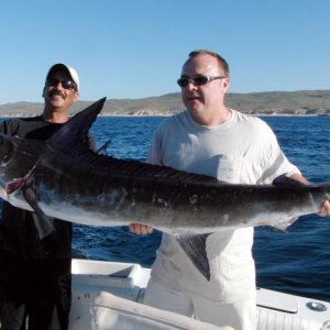 marlin striped