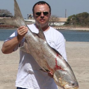Giant African Threadfin