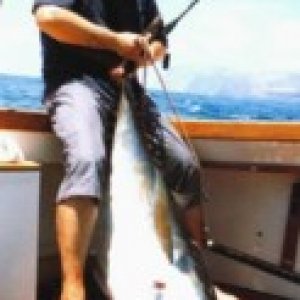 bigeyetuna