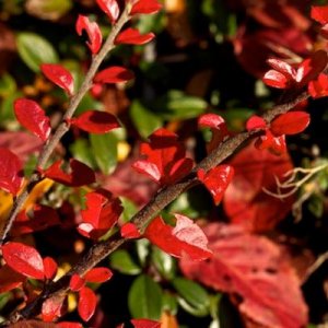 Herbstln
