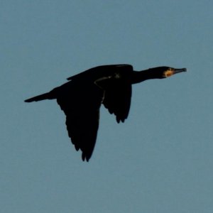 Kormoran