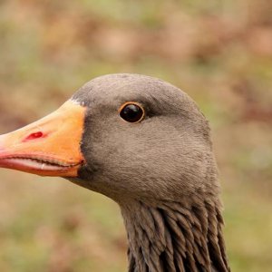 Portrait einer Wildgans