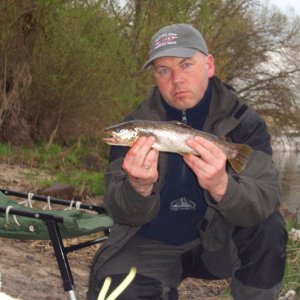 seltener Fang im Untermain, Bachforelle.