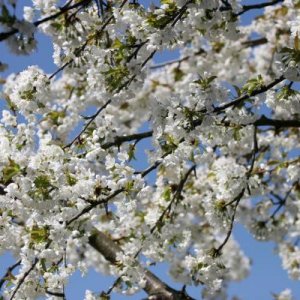 Blumen