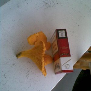 das war noch nicht der Größte