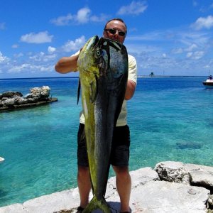 kapitaler Dolphinfish Bulle