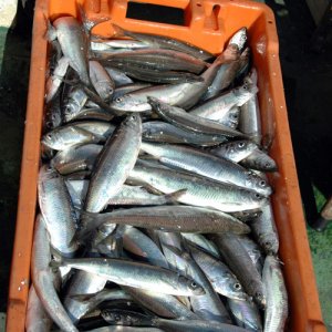 002012hering8