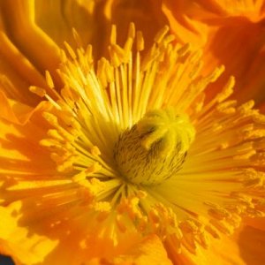 Gelber Seestern