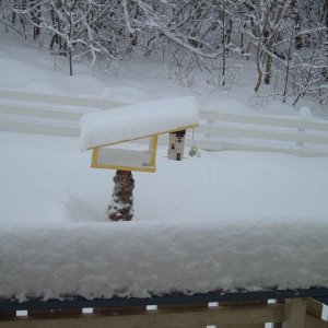 Vögel trauen sich nicht mehr raus