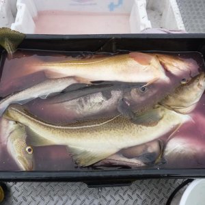 Dorsch und Schellis gab es immer