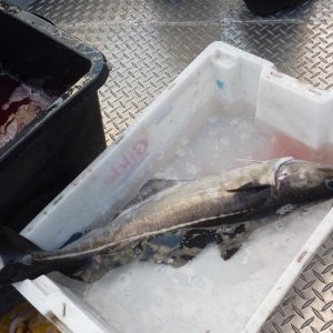 Seelachs vereinzelt. Aber Durchschnitt zu klein