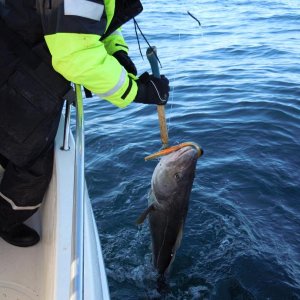 Da sitzt der Kveitejig (400er) richtig !!!!