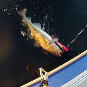 Soroya20123