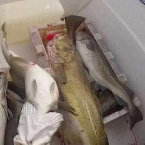 Soroya201223