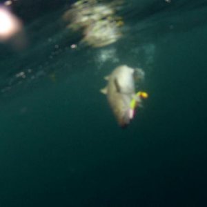Soroya201226