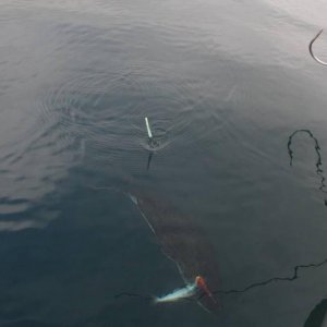 IMG 6379 (1024 x 768)