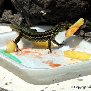 mundraubauf teneriffa