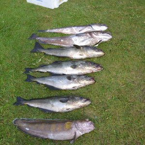 Trondheimleia klein 4