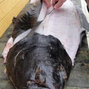 Kveite aus dem Mantel geholfen