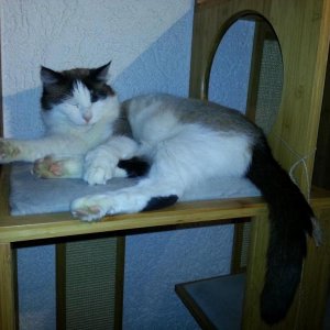 Pebbels SchlafaufdemKatzbaum