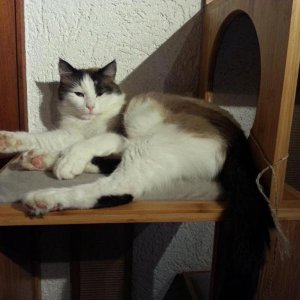 Pebbels Stör meine Kreise nicht