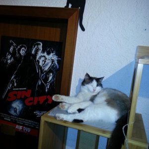 Pebbels Sin City Cat