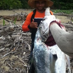 Enricoyelgallogrande