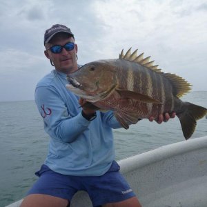 Pargo
