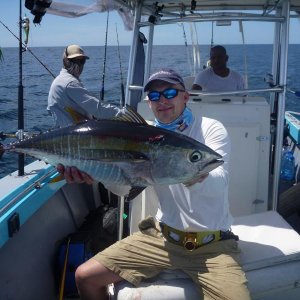 yellowfin