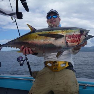 yellowfin2