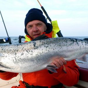 atlantic salmon 1