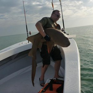 nurse shark