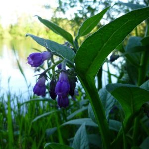 Natur im Ballungsraum