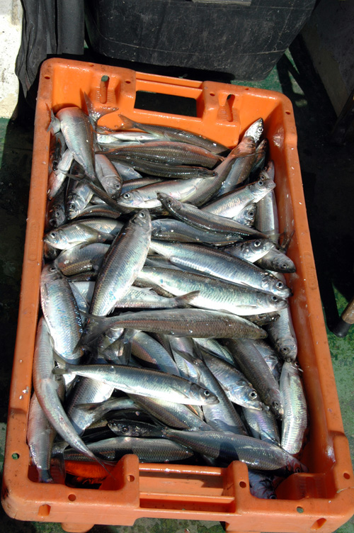 002012hering8