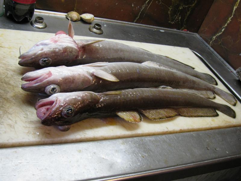 3x Leng an einem vormittag auf heringe