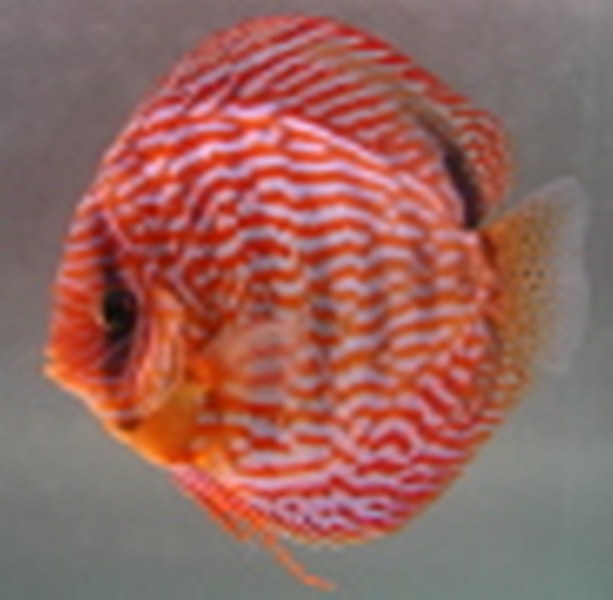 8fde7a57b799147b7ed568f1f45d1d3c RotTurkis4 613x600