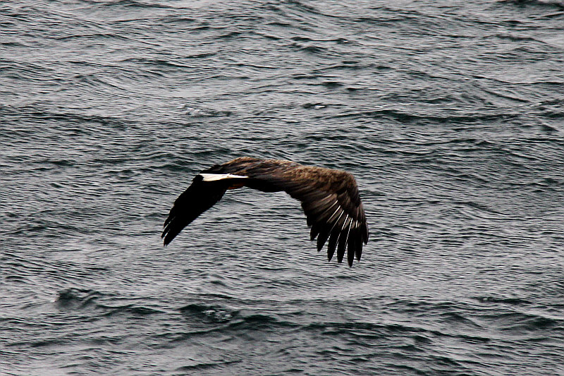 Adler1