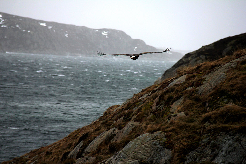 Adler2