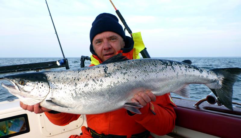 atlantic salmon 1