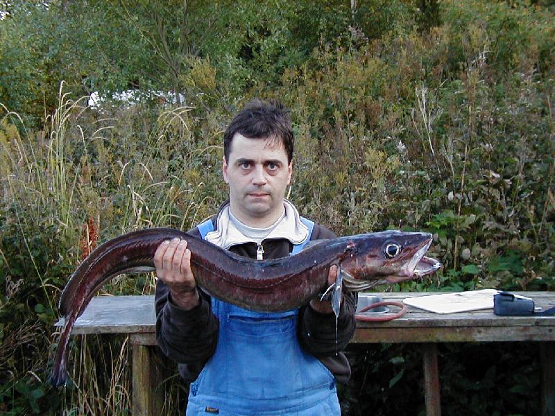 Blau Leng110 Dragsvik