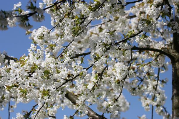 Blumen