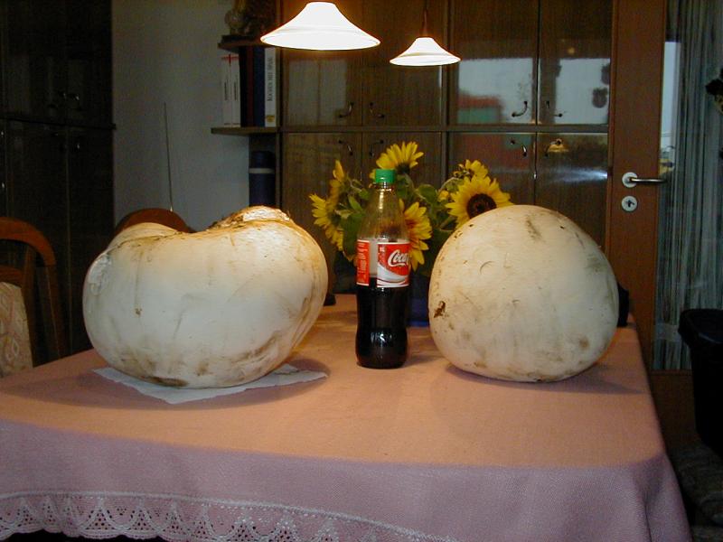 Bovist  Doppelpack.jpg