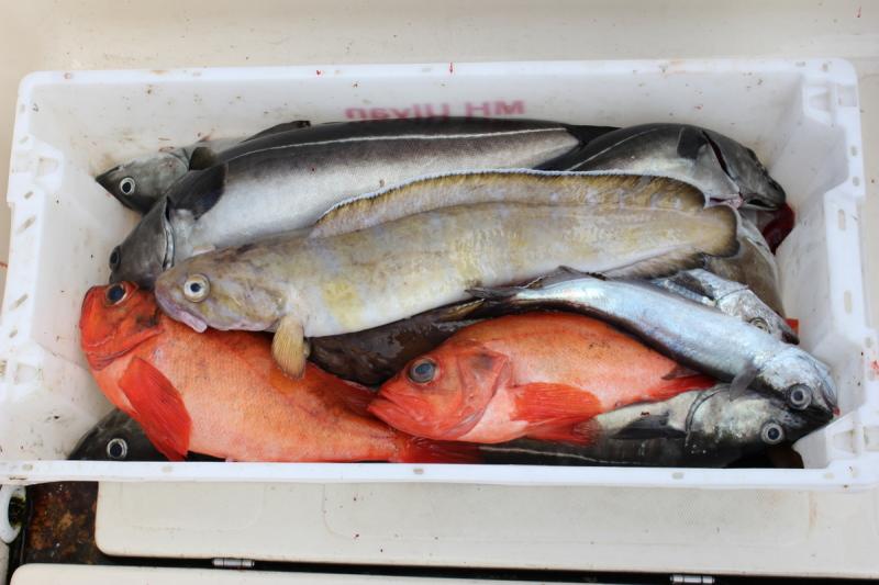 Bunte Fischkiste, da lacht das Anglerherz