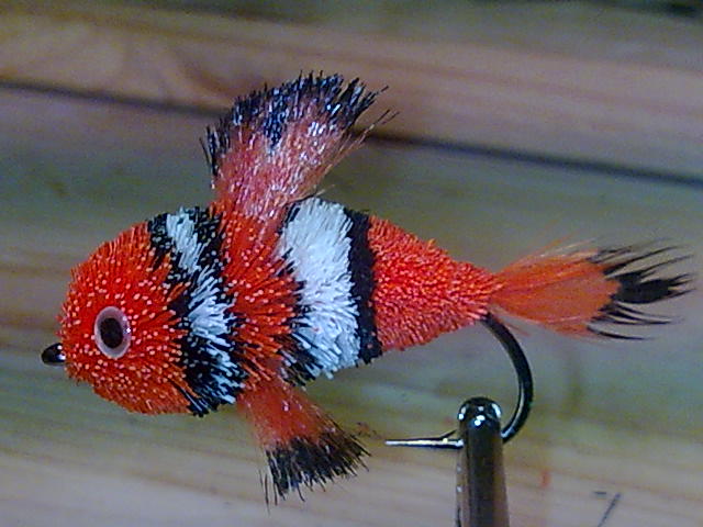 Clownfish