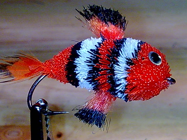 Clownfish2