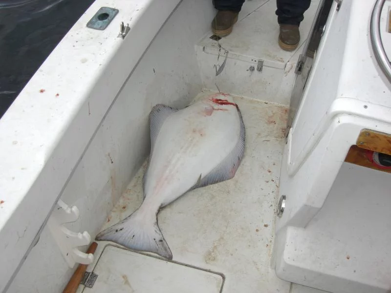 Da liegt er nun im Boot,Heilbutt 13 kg