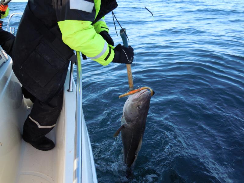 Da sitzt der Kveitejig (400er) richtig !!!!