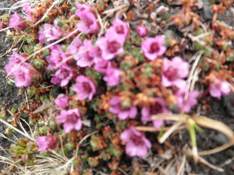 der Frühling kehrt ein