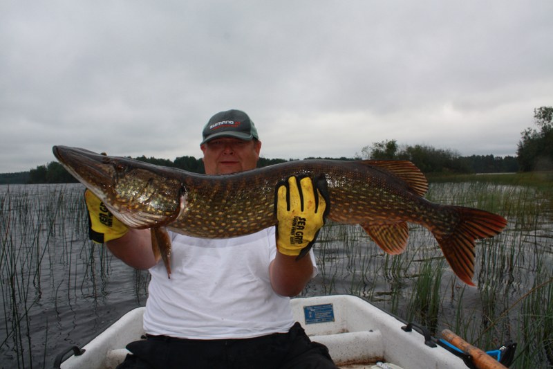 Der Hecht 107 800x533